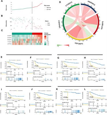 Establishment and Validation of a 5 m6A RNA Methylation Regulatory Gene Prognostic Model in Low-Grade Glioma